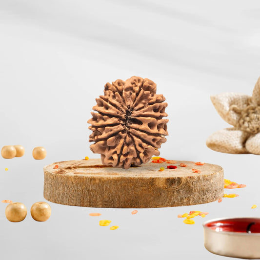 12 Mukhi Rudraksha Premium