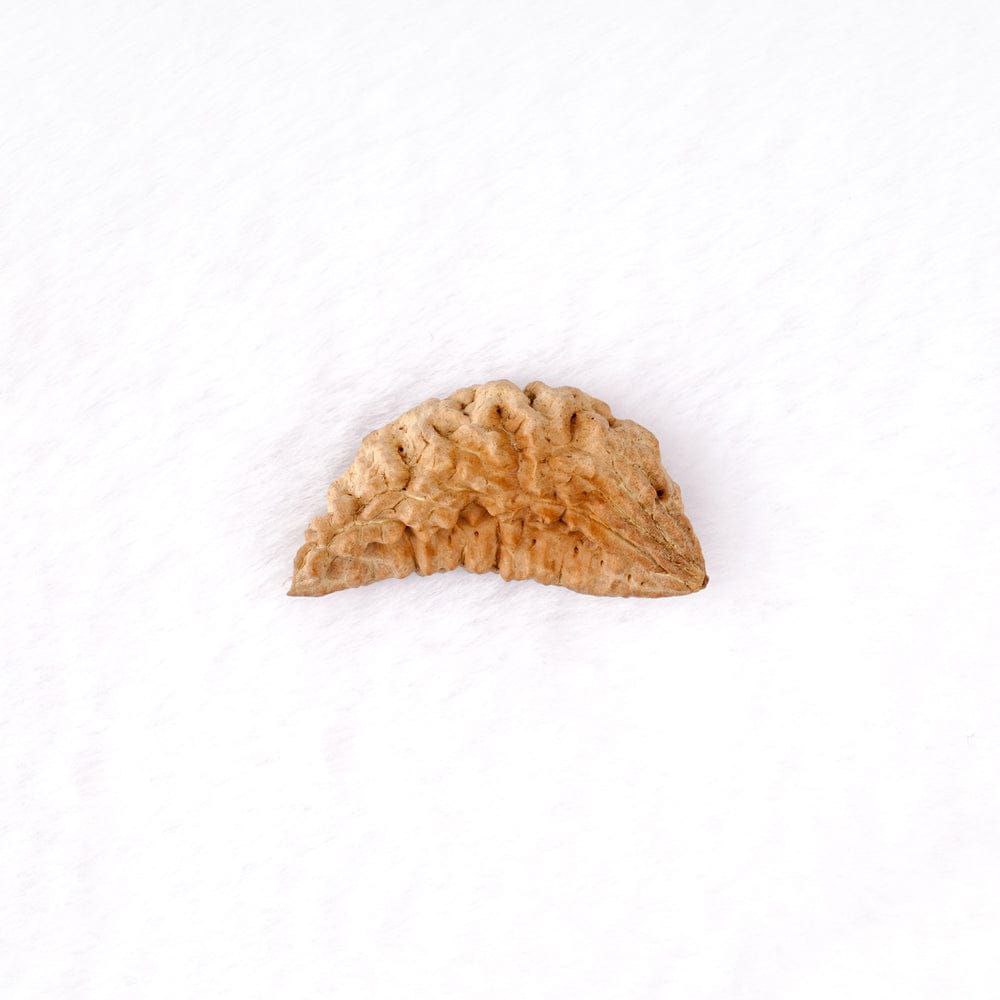 1 Mukhi Rudraksha Online