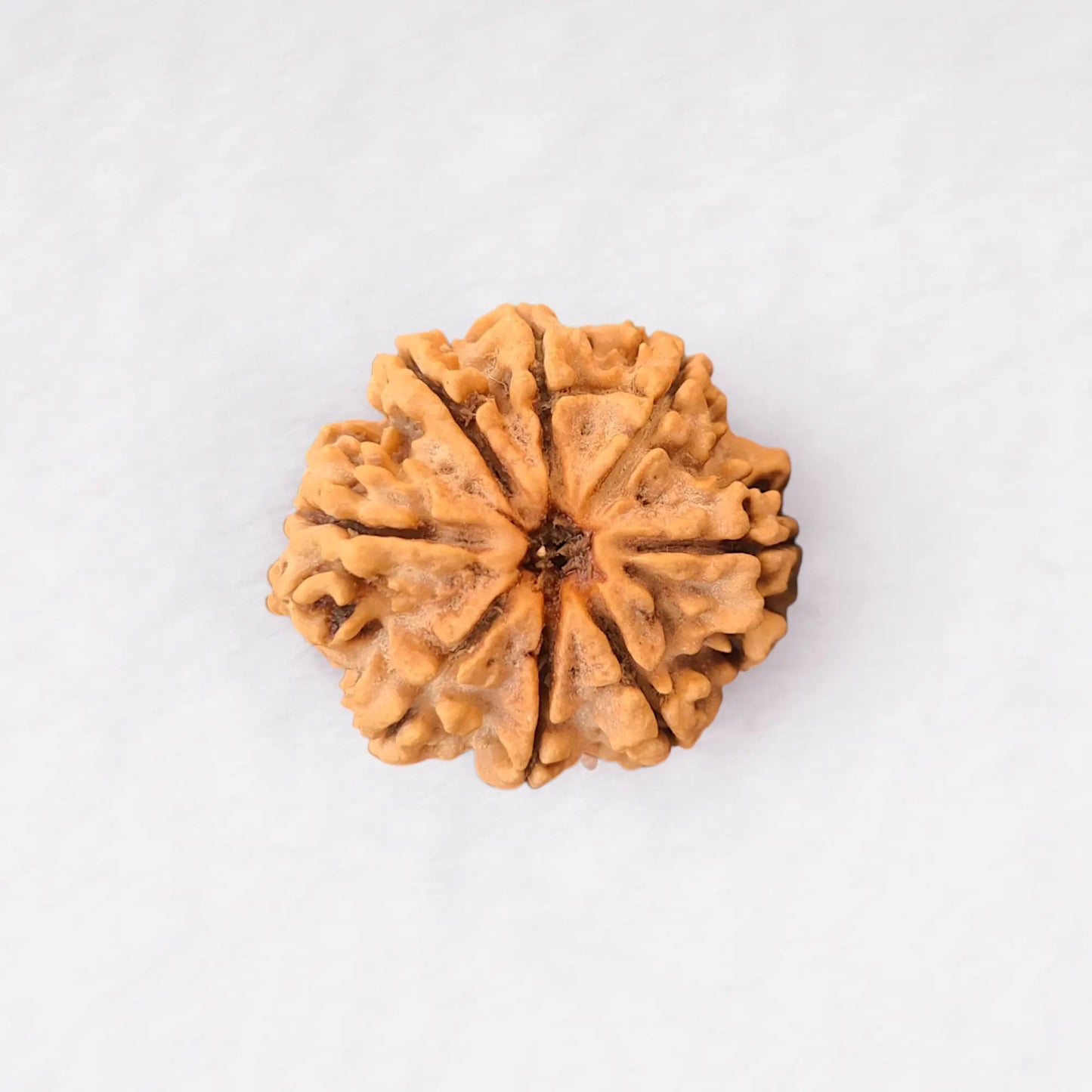 8 Mukhi Rudraksha Nepali 