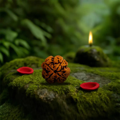 4 Mukhi Rudraksha