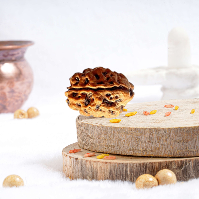  2 Mukhi Rudraksha Online