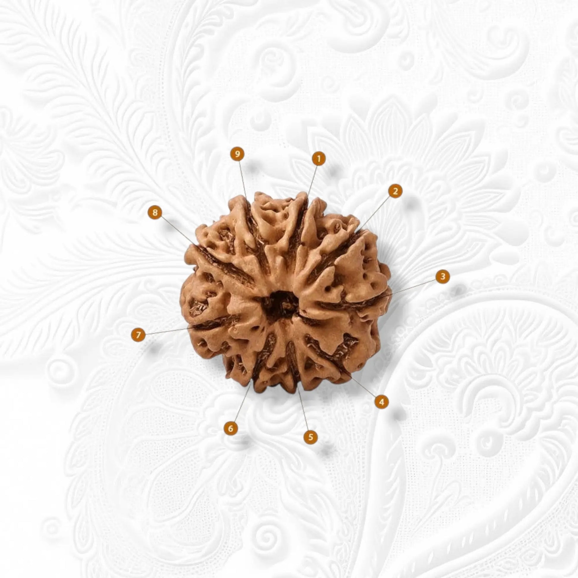 9 Mukhi Rudraksha Nepali