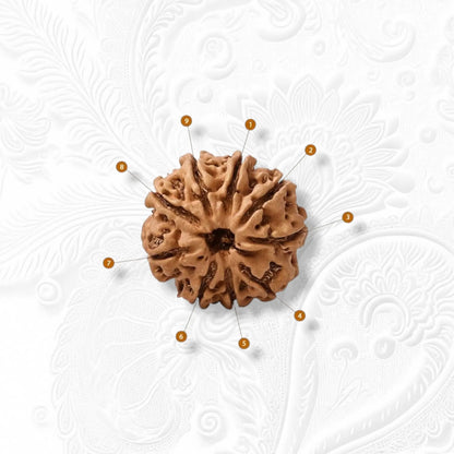 9 Mukhi Rudraksha Nepali