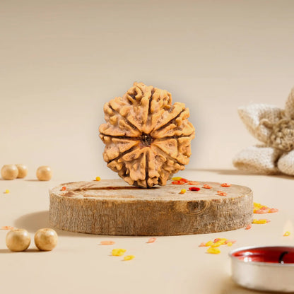 8 Mukhi Rudraksha Nepali 