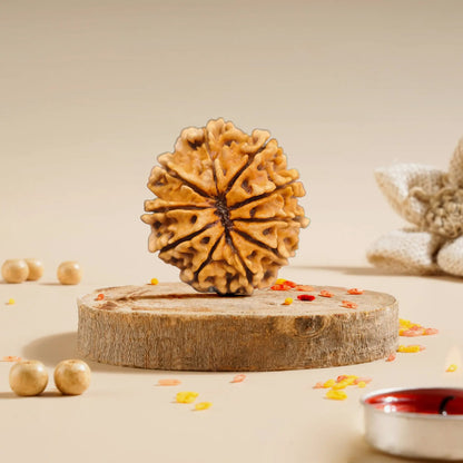 14 Mukhi Rudraksha Collector