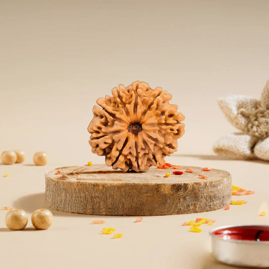 14 Mukhi Rudraksha Collector