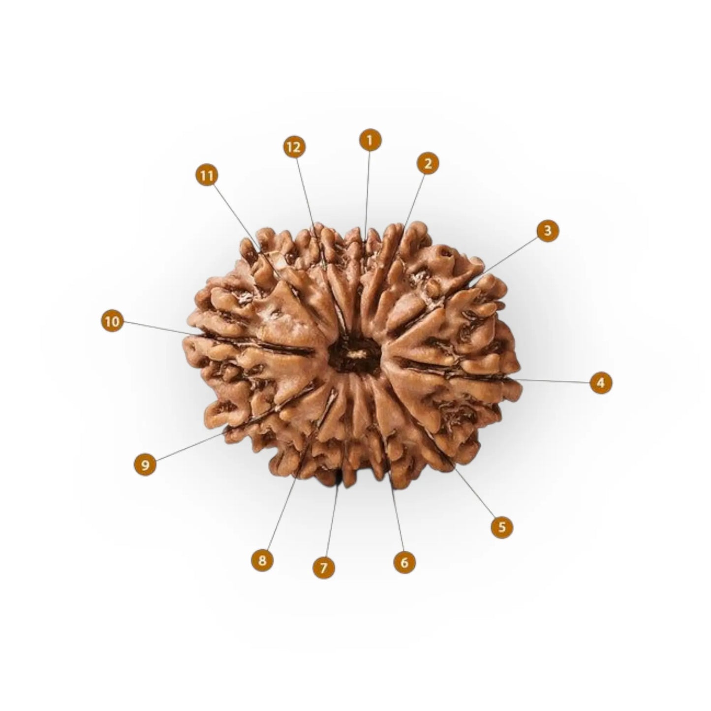 12 Mukhi Rudraksha Premium 