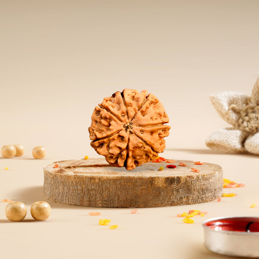 7 Mukhi Rudraksha Nepali 