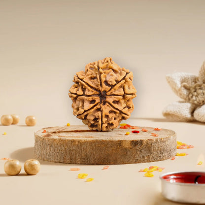 8 Mukhi Rudraksha Nepali 