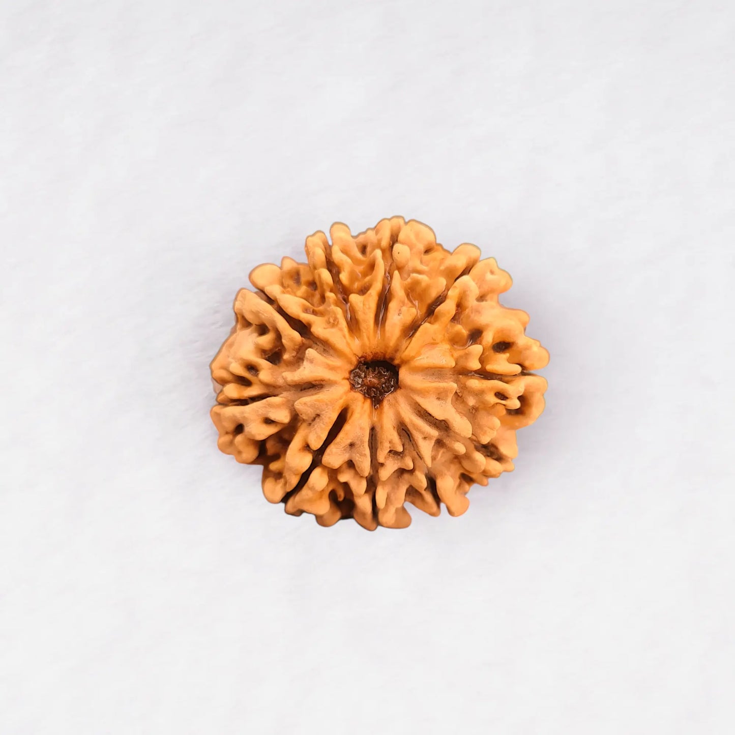 14 Mukhi Rudraksha Collector