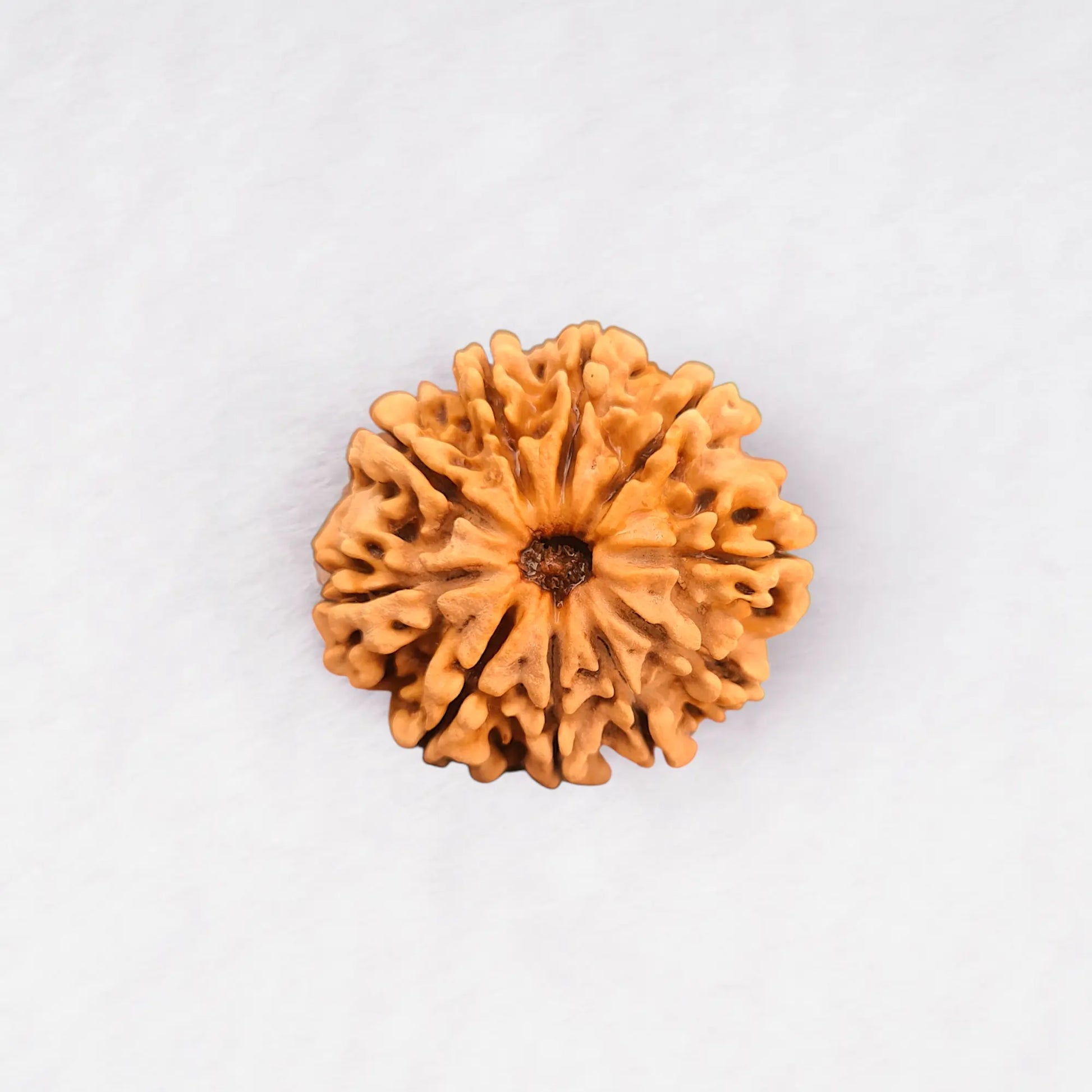 14 Mukhi Rudraksha Collector