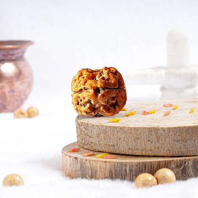  2 Mukhi Rudraksha Online