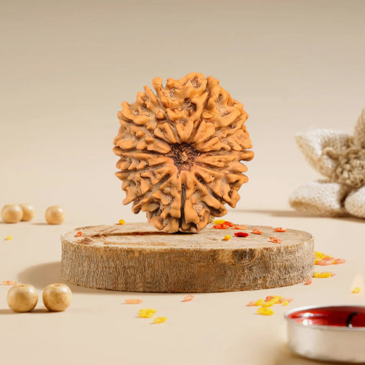 11 Mukhi Rudraksha Online