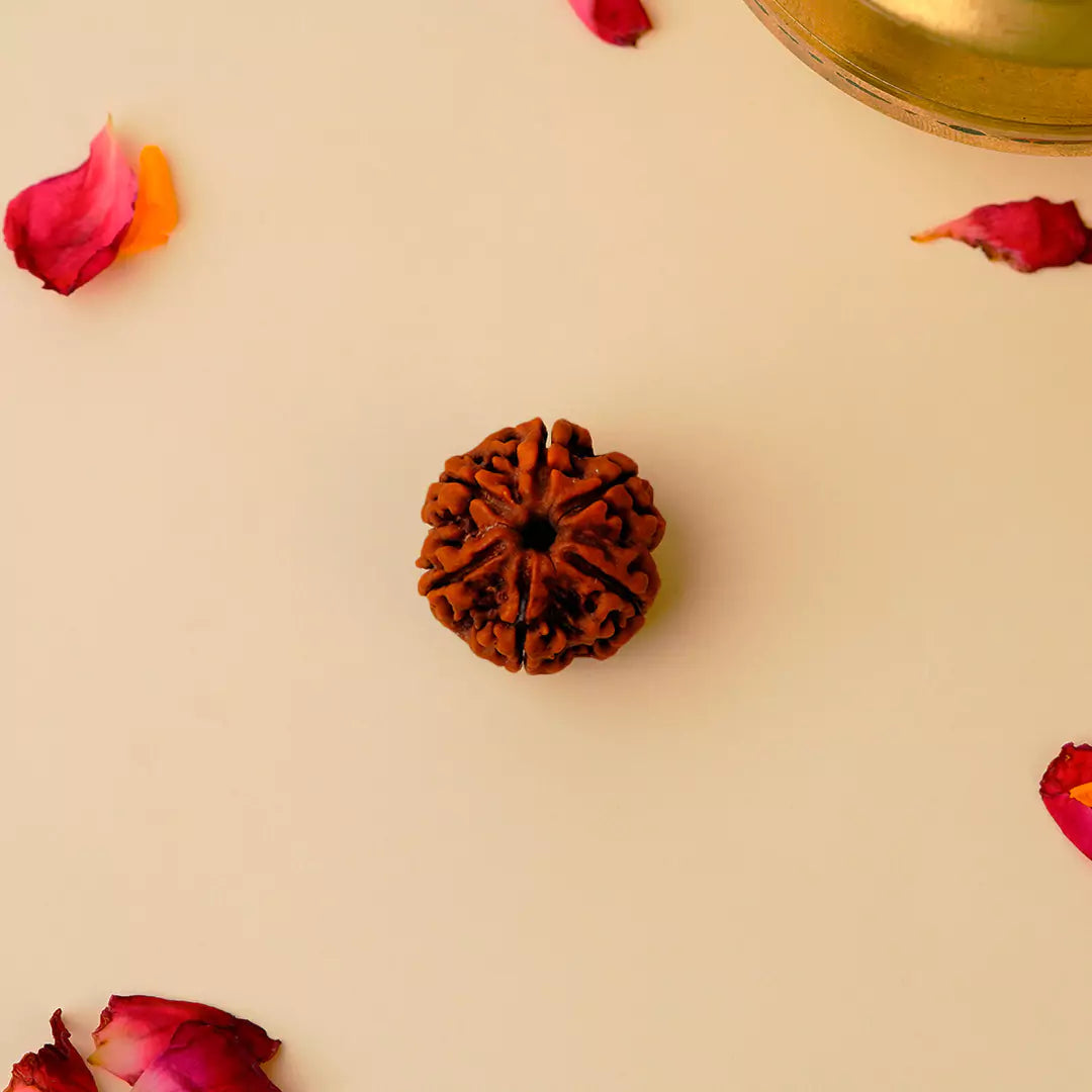 6 Mukhi Rudraksha Nepali