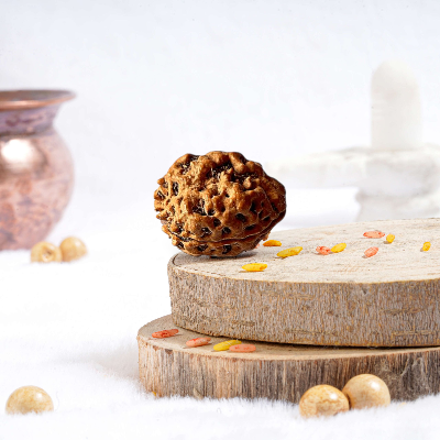  2 Mukhi Rudraksha Online