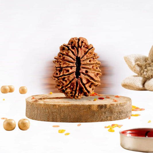 14 Mukhi Rudraksha Collector