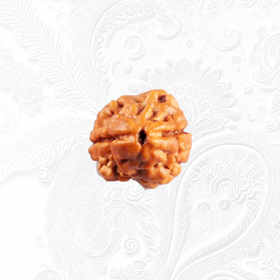 2 Mukhi Rudraksha Online