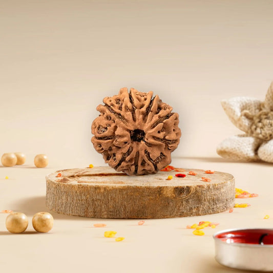 9 Mukhi Rudraksha Nepali