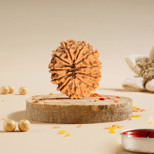 11 Mukhi Rudraksha Online