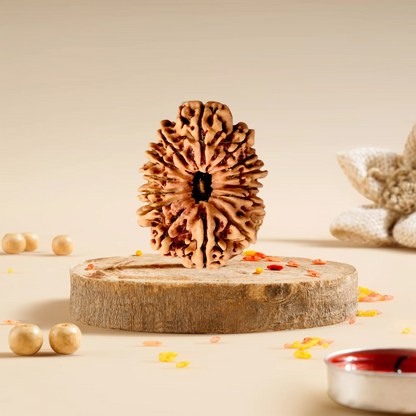 14 Mukhi Rudraksha Collector