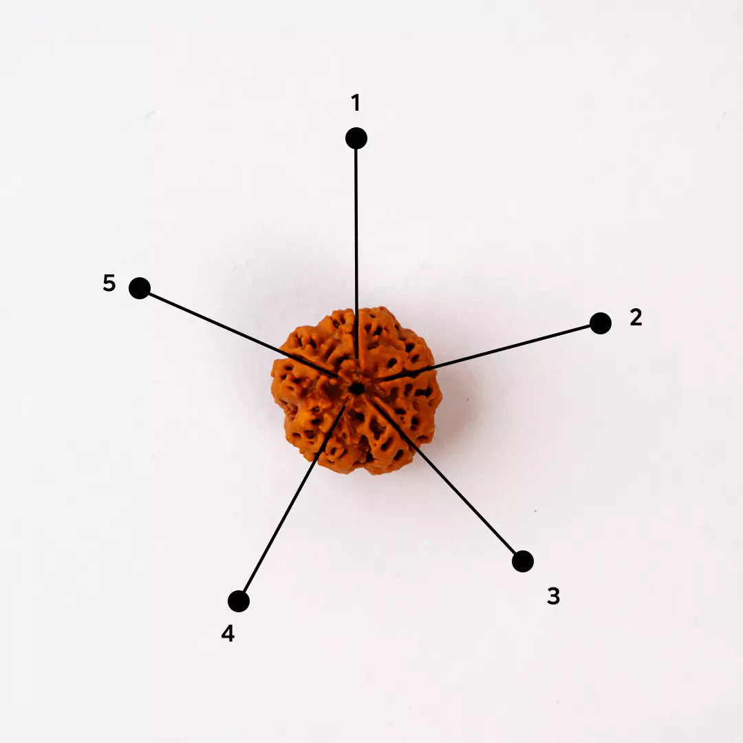 Buy 5 Mukhi Rudraksha Health