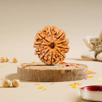 14 Mukhi Rudraksha Collector