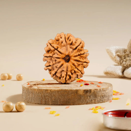 14 Mukhi Rudraksha Collector